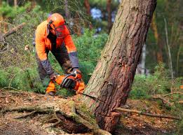 Best Commercial Tree Services  in Catlin, IL