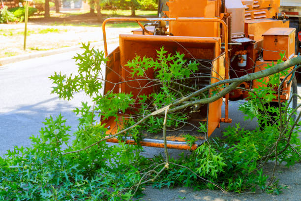 Best Tree Risk Assessment  in Catlin, IL