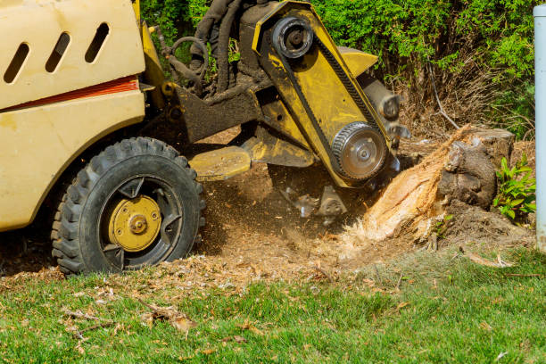 How Our Tree Care Process Works  in  Catlin, IL