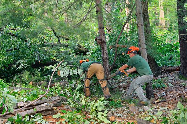 Best Firewood Processing and Delivery  in Catlin, IL