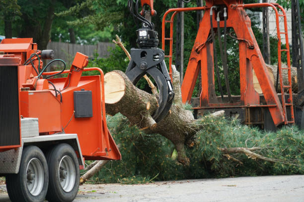  Catlin, IL Tree Services Pros