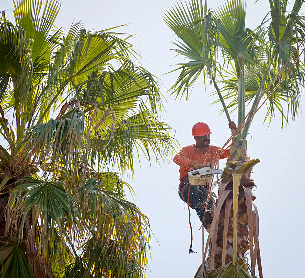 Catlin, IL Tree Services Company