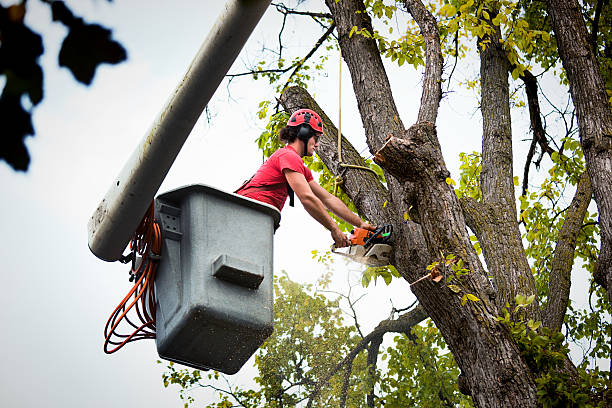 Best Tree Mulching  in Catlin, IL